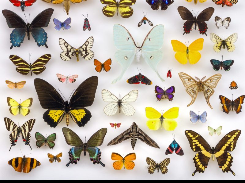 A display of approximately thirty diverse butterflies and moths is pinned in rows against a white background. The collection features insects of varying sizes and vibrant colors, including a large pale green moth in the center, flanked by species with iridescent blue, bright yellow, and patterned wings. Text at the bottom identifies the image as "Assorted Lepidoptera in the University of Texas Insect Collection," noting it was arranged by Julia Suits and photographed by Alex Wild.