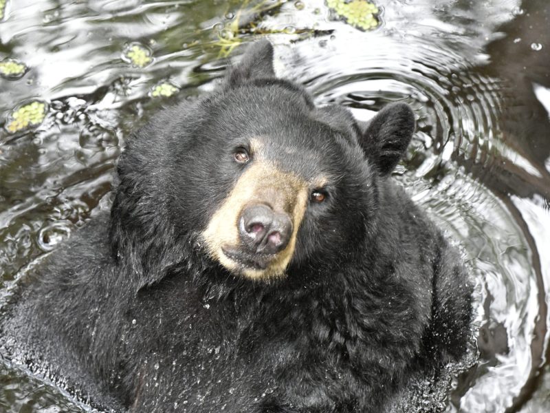 Close-up of a Florida black bear in water, looking up at the camera with its black fur wet and its muzzle a lighter brown color.