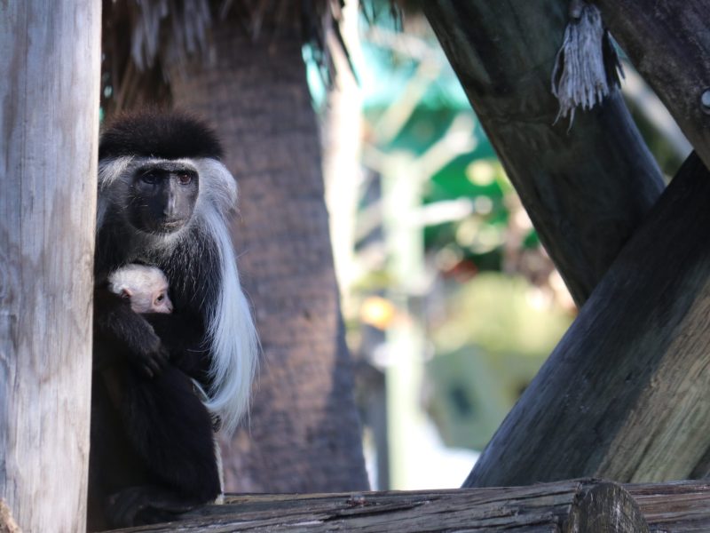 A black and white colobus monkey sits on a wooden beam structure, cradling a tiny, white infant against its chest. The adult monkey has dark fur with a long mantle of white hair flowing from its shoulders and back, while the baby has a pale face and white fur. The pair is framed by wooden poles with a blurred background of foliage.