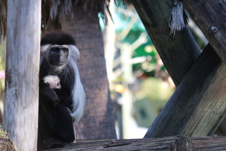 A black and white colobus monkey sits on a wooden beam structure, cradling a tiny, white infant against its chest. The adult monkey has dark fur with a long mantle of white hair flowing from its shoulders and back, while the baby has a pale face and white fur. The pair is framed by wooden poles with a blurred background of foliage.