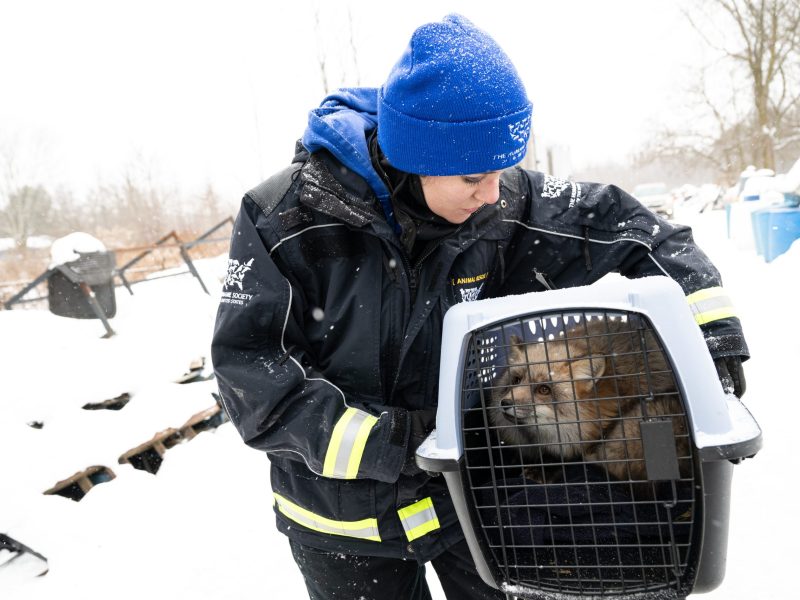 A rescuer wearing a dark winter coat with "Humane Society" branding and a bright blue knit cap holds a plastic travel carrier containing a fox with thick, reddish-brown fur. The scene takes place outdoors in a snowy landscape, with white flakes falling around them and snow-covered debris in the background.