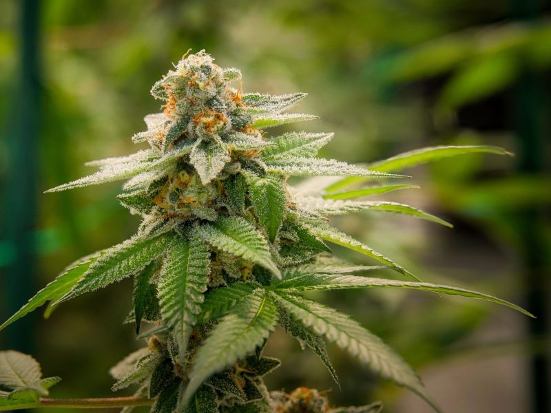 A closeup shot of Cannabis growing in a garden